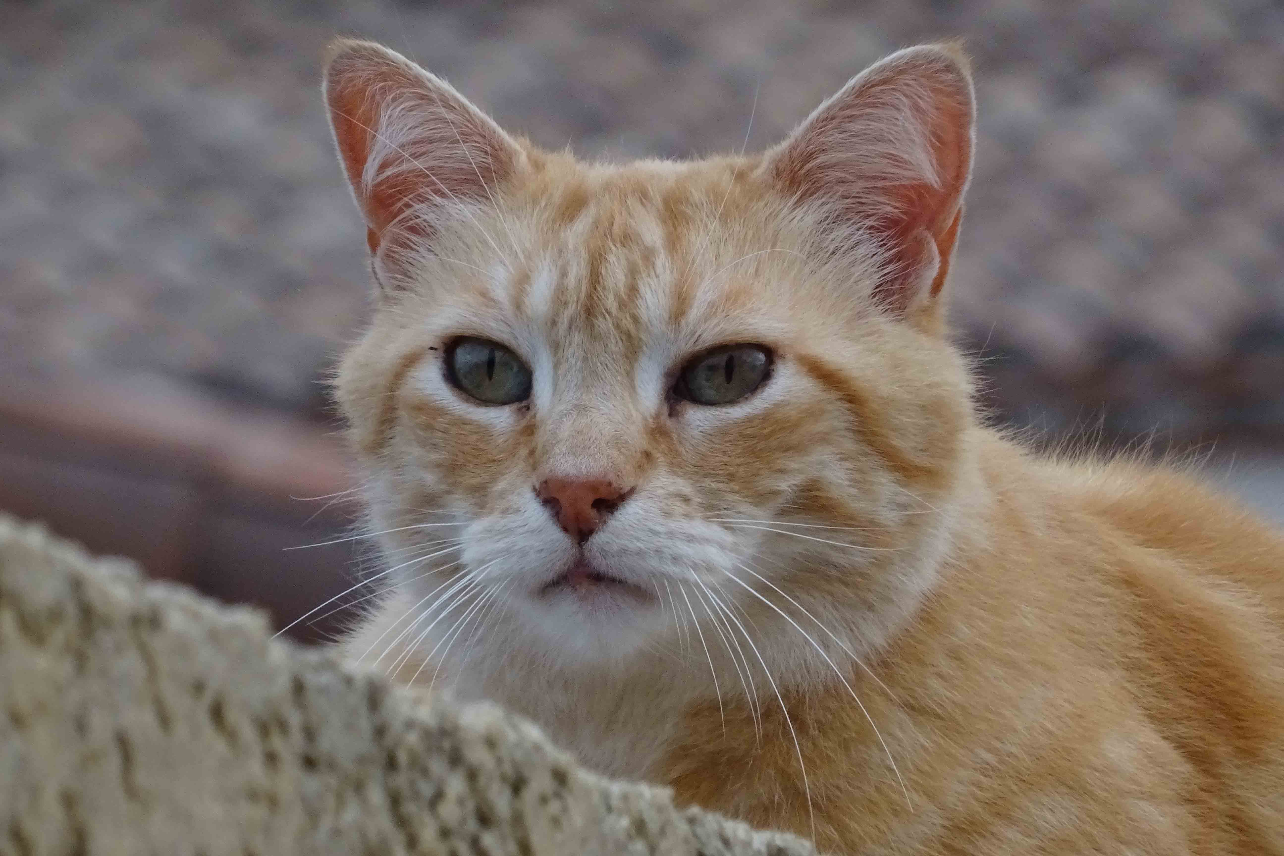 Chat_roux_de_Mont-Blanc.jpg