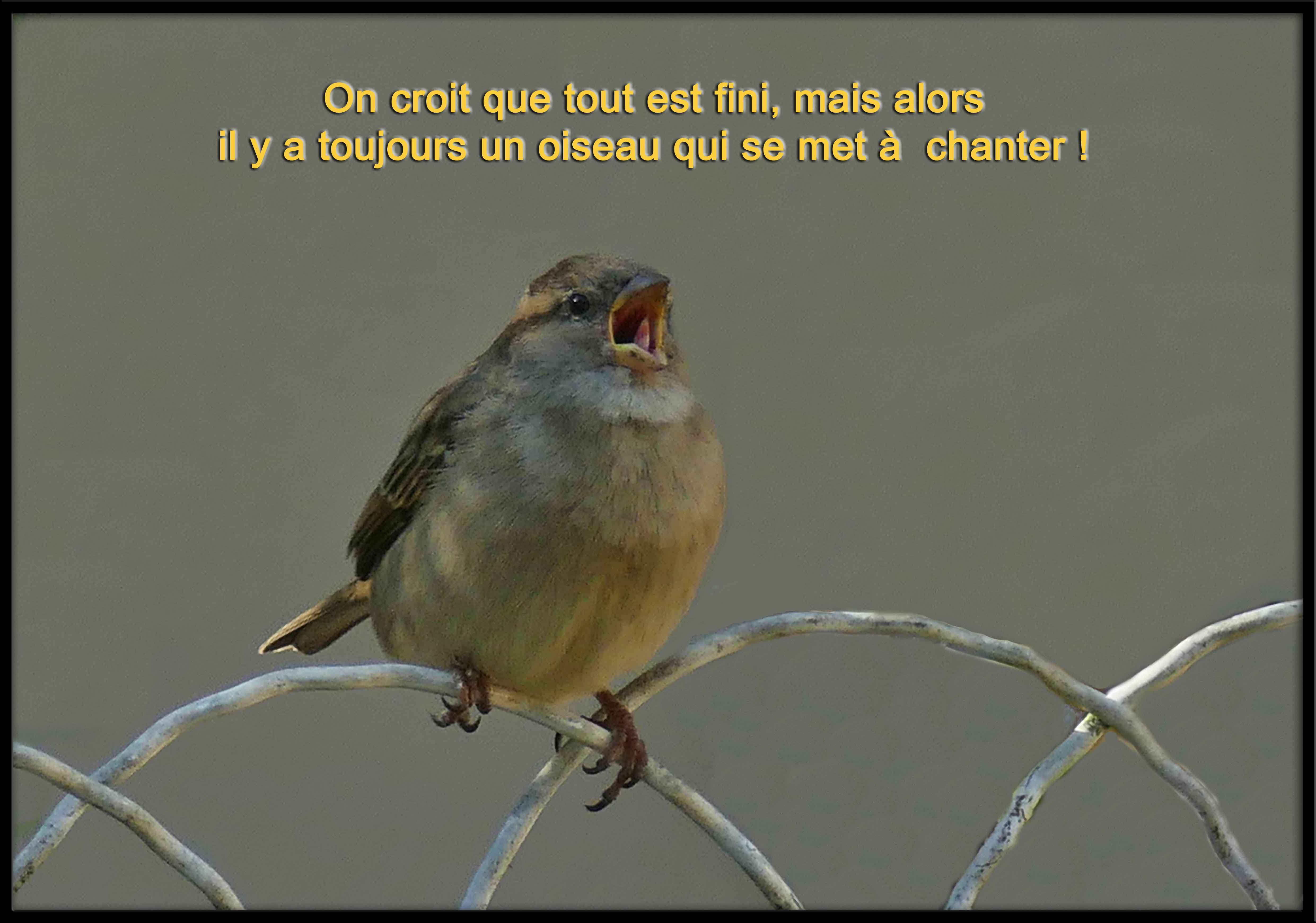 Oiseau.jpg